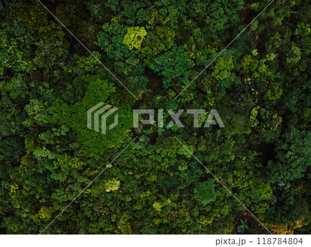 Tree crowns of endemic trees in Santa Catarina, Brazil. Aerial view 118784804