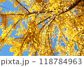 見上げたアングルのイチョウ 118784963