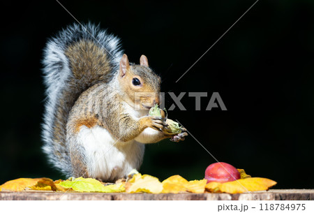 Portrait of a grey squirrel eating green hazelnuts on a tree stump 118784975