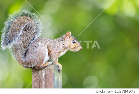 Portrait of a curious grey squirrel sitting on a garden fence post Portrait of a curious grey squirrel sitting on a garden fence post 118784978