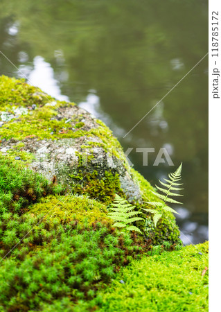 京都市左京区大原来迎院町 三千院(声明発祥の地) 有清園(苔庭とシダ) 京都市左京区大原来迎院町 三千院(声明発祥の地) 有清園(苔庭とシダ) 118785172