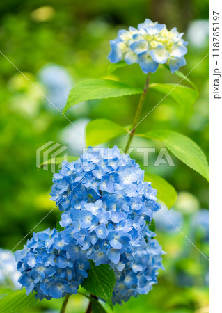 京都市左京区大原来迎院町 三千院(声明発祥の地) あじさい苑 京都市左京区大原来迎院町 三千院(声明発祥の地) あじさい苑 118785197