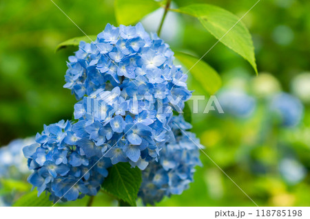 京都市左京区大原来迎院町　三千院（声明発祥の地）　あじさい苑 118785198