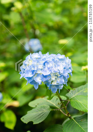 京都市左京区大原来迎院町　三千院（声明発祥の地）　あじさい苑 118785199