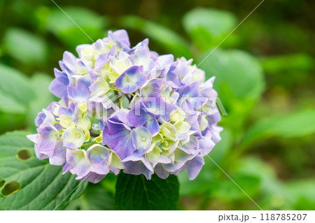 京都市左京区大原来迎院町　三千院（声明発祥の地）　あじさい苑 118785207