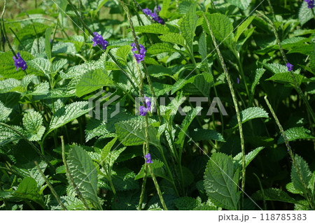 生物学 紫色 紫 118785383