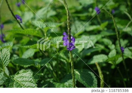 生物学 紫色 紫 118785386