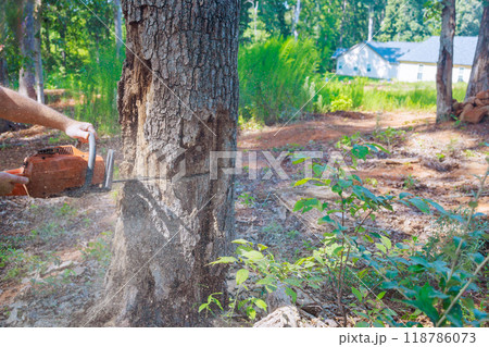 Forester cuts an old, damaged large tree with chainsaw for sanitary purposes 118786073
