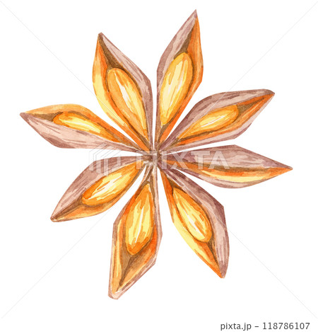 Star-shaped anise pod in rich brown and orange watercolor tones. Spices Clipart for use in holiday packaging, festive recipe books, or elegant spice-related branding materials 118786107
