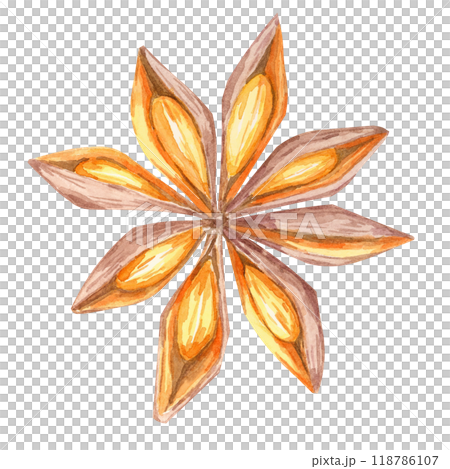 Star-shaped anise pod in rich brown and orange watercolor tones. Spices Clipart for use in holiday packaging, festive recipe books, or elegant spice-related branding materials 118786107