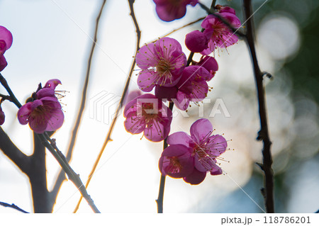 春の日差しを浴びて咲く満開の紅梅 春の日差しを浴びて咲く満開の紅梅 118786201
