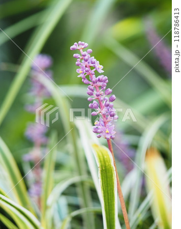 庭に咲いたヤブランの花 庭に咲いたヤブランの花 118786413