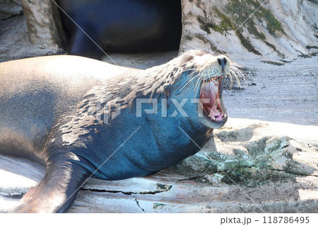 アシカの口内 118786495