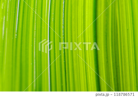 Top view of green watercolor suitable for wallpaper or decoration design Top view of green watercolor suitable for wallpaper or decoration design 118786571
