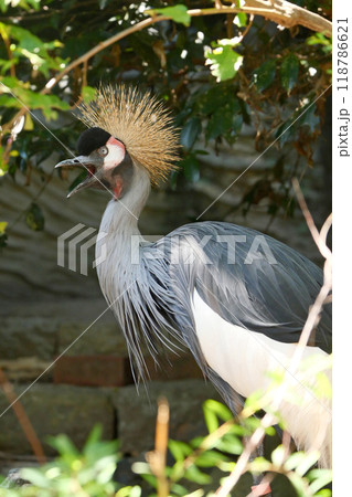 ホオジロカンムリヅル ホオジロカンムリヅル 118786621