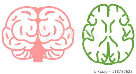 脳の正面図と収縮のある脳の上からの断面図 セットのストックイラスト素材 脳の正面図と収縮のある脳の上からの断面図 セットのストックイラスト素材 118786622
