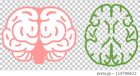 脳の正面図と収縮のある脳の上からの断面図 セットのストックイラスト素材 脳の正面図と収縮のある脳の上からの断面図 セットのストックイラスト素材 118786622