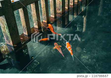 鹿島神宮 御手洗池 みたらしいけの鯉 (茨城県鹿嶋市) 鹿島神宮 御手洗池 みたらしいけの鯉 (茨城県鹿嶋市) 118786687