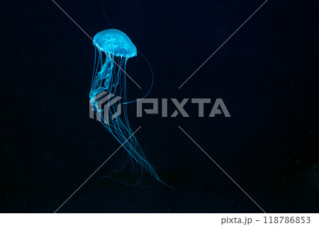 Atlantic sea nettle jellyfish swimming underwater aquarium pool with bright blue neon light Atlantic sea nettle jellyfish swimming underwater aquarium pool with bright blue neon light 118786853
