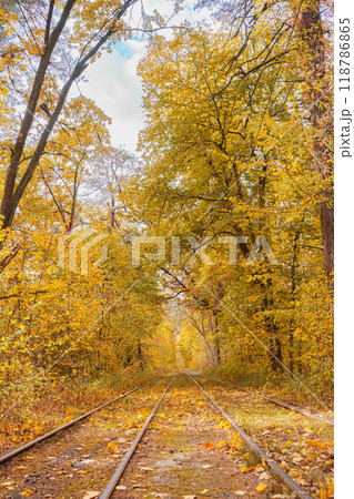 Rails, railway in yellow autumn deciduous forest. Fall landscape in park with tramway 118786865
