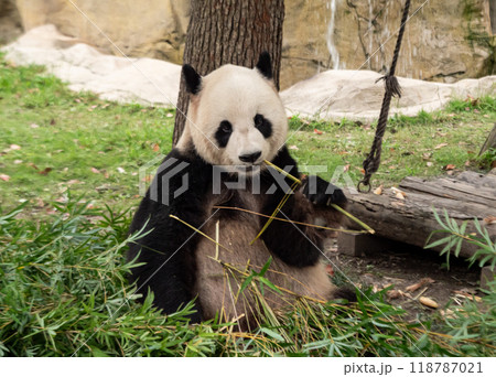 A giant panda munching on bamboo in a lush green habitat during daylight hours 118787021