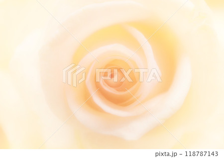 バラのテクスチャ（クリーム） 118787143