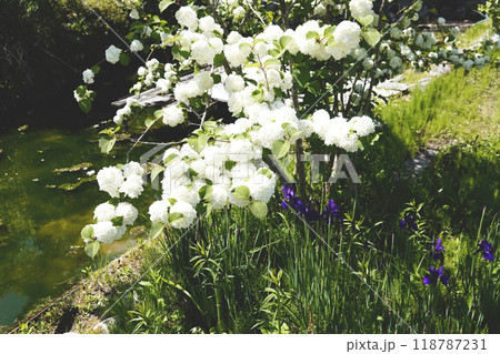 水面と純白に咲き乱れたオオデマリの花 118787231