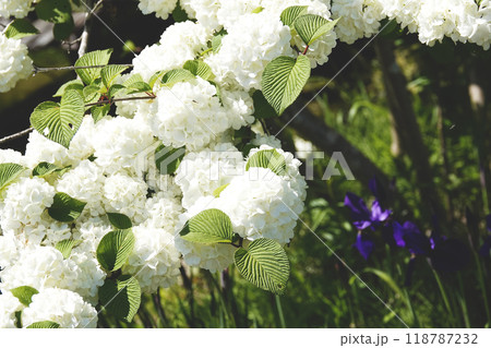 純白に咲き乱れるオオデマリの花 純白に咲き乱れるオオデマリの花 118787232
