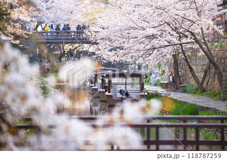 八幡堀の桜咲く季節2023 八幡堀の桜咲く季節2023 118787259
