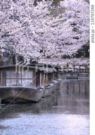 八幡堀の桜咲く季節2023 118787266