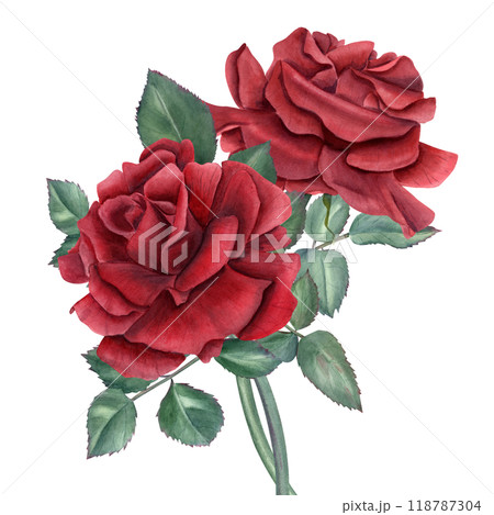 Vintage realistic two garden dark red rose bouquet watercolor illustration. Flowers and green leaves on stem composition for wedding and birthday greetings, memory day cards, invitations 118787304