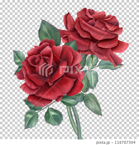 Vintage realistic two garden dark red rose bouquet watercolor illustration. Flowers and green leaves on stem composition for wedding and birthday greetings, memory day cards, invitations 118787304
