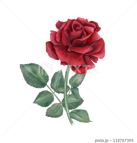Single ruby rose on stem with green leaves watercolor illustration. Vintage realistic romantic flower composition for wedding arrangement, bridal shower, birthday greetings, memory day cards 118787305