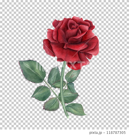 Single ruby rose on stem with green leaves watercolor illustration. Vintage realistic romantic flower composition for wedding arrangement, bridal shower, birthday greetings, memory day cards 118787305