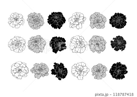Autumn marigold flower heads in three colors line art hand drawn isolated illustration. October Birth month flowers ink sketch. Floral blooming element etching drawing for decor, greetings, icon. Autumn marigold flower heads in three colors line art hand drawn isolated illustration. October Birth month flowers ink sketch. Floral blooming element etching drawing for decor, greetings, icon. 118787418