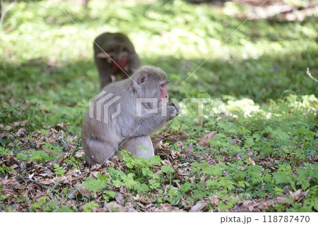野生の猿 118787470