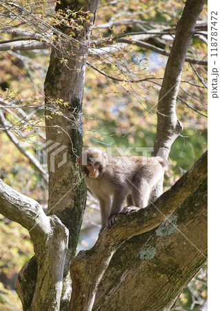 野生の猿 118787472