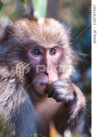 野生の猿 118787487