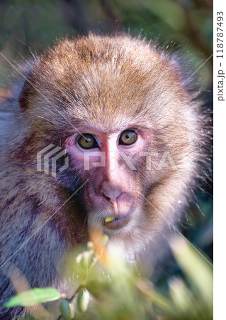 野生の猿 118787493