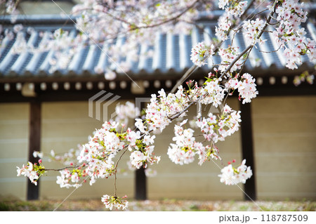 桜と東本願寺2023年　春 118787509