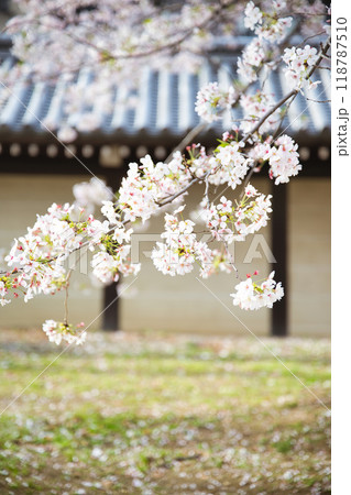 桜と東本願寺2023年　春 118787510