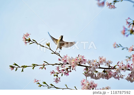 スズメと桜 118787592