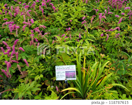 カライトソウ（唐糸草） 118787615