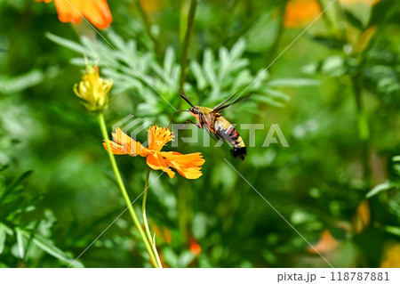 オオスカシバ オオスカシバ 118787881