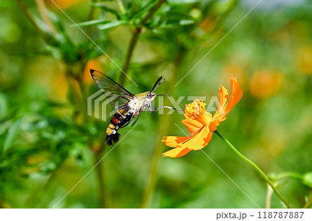 オオスカシバ 118787887