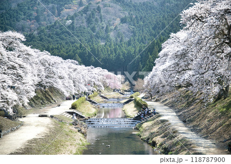 うぐい川(鮎河の千本桜)2023年春 うぐい川(鮎河の千本桜)2023年春 118787900