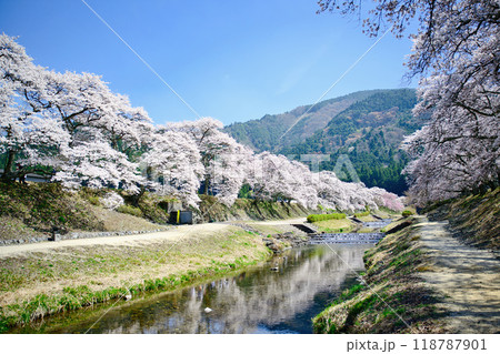 うぐい川(鮎河の千本桜)2023年春 118787901