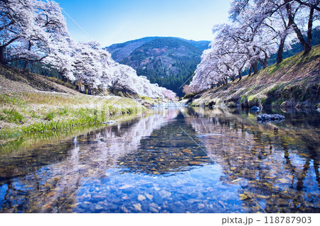うぐい川(鮎河の千本桜)2023年春 うぐい川(鮎河の千本桜)2023年春 118787903