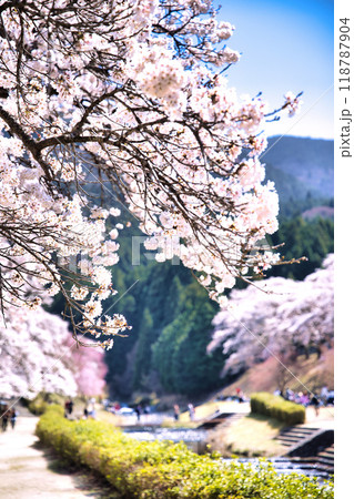 うぐい川(鮎河の千本桜)2023年春 118787904