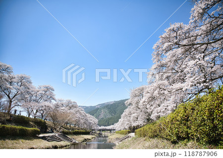 うぐい川(鮎河の千本桜)2023年春 うぐい川(鮎河の千本桜)2023年春 118787906